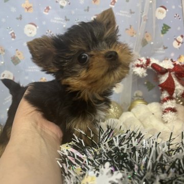 ヨークシャーテリア【北海道・男の子・2025年10月22日・スチールブルー&タン】の写真「☆小さな男の子☆とっても可愛いです🩵」