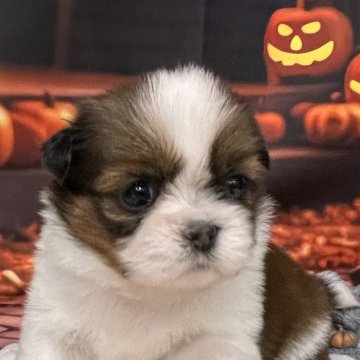 シーズー【北海道・女の子・2025年9月19日・ホワイト&ゴールド】の写真「🩷とっても綺麗なお顔の女の子です🩷」