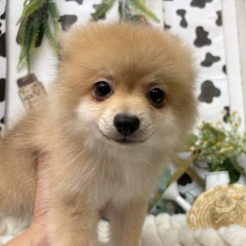 ポメラニアン【北海道・男の子・2025年6月17日・オレンジ】の写真「9/20📸更新🩵 おっとりだけど元気いっぱい！」