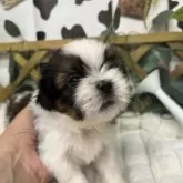シーズー