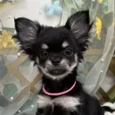 チワワ(ロング)