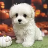 マルチーズ