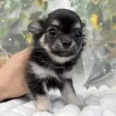 チワワ(ロング)