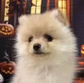 ポメラニアン