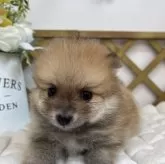 ポメラニアン