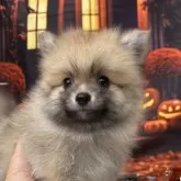 ポメラニアン