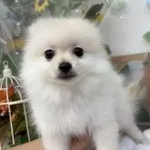 ポメラニアン