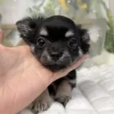チワワ(ロング)