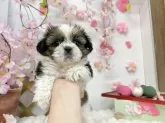 シーズー【北海道・女の子・2025年3月30日・ホワイト&ゴールド】の写真2