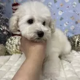 トイプードル(トイ)【北海道・男の子・2025年9月16日・ホワイト】の写真3