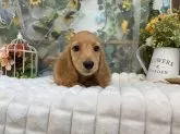 ミニチュアダックスフンド(ロング)【北海道・男の子・2025年6月22日・ゴールド】の写真8
