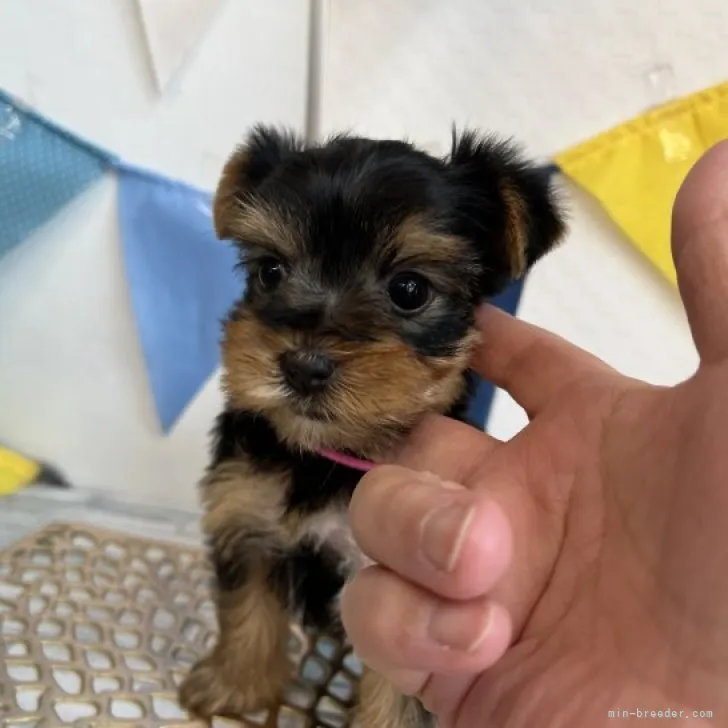 ID:2306-05372の子犬