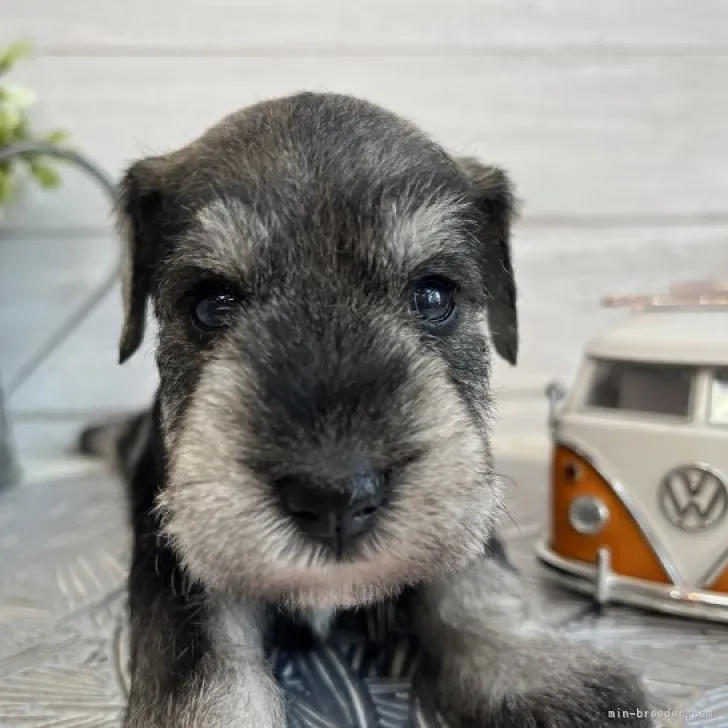 ID：2303-01931の子犬
