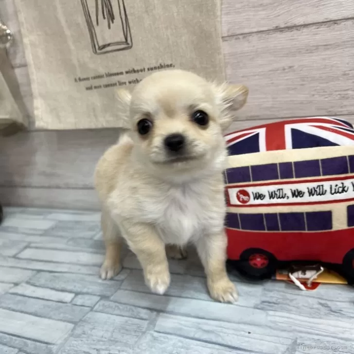 さとし 様のお迎えした子犬