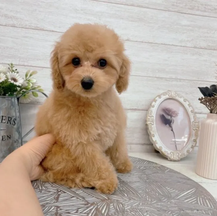ID:2301-03292の子犬
