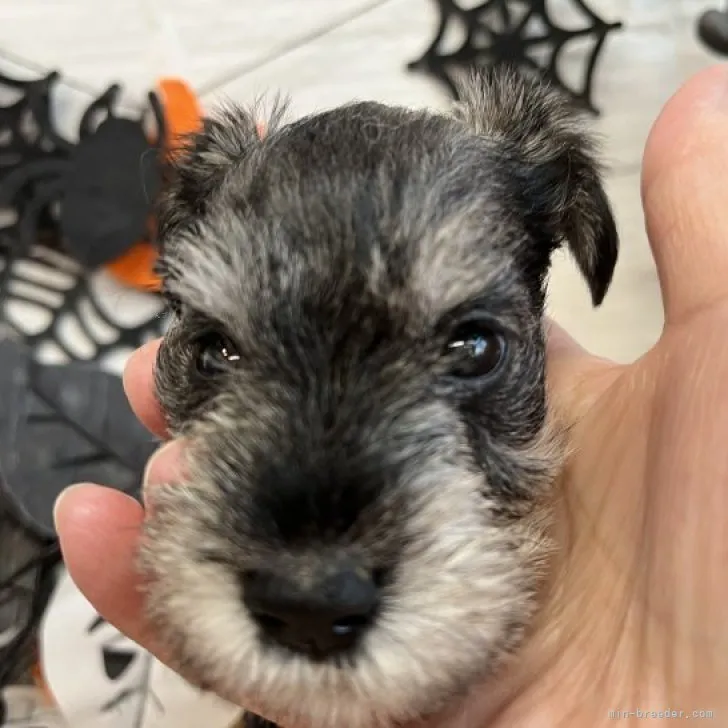ID:2310-03833の子犬