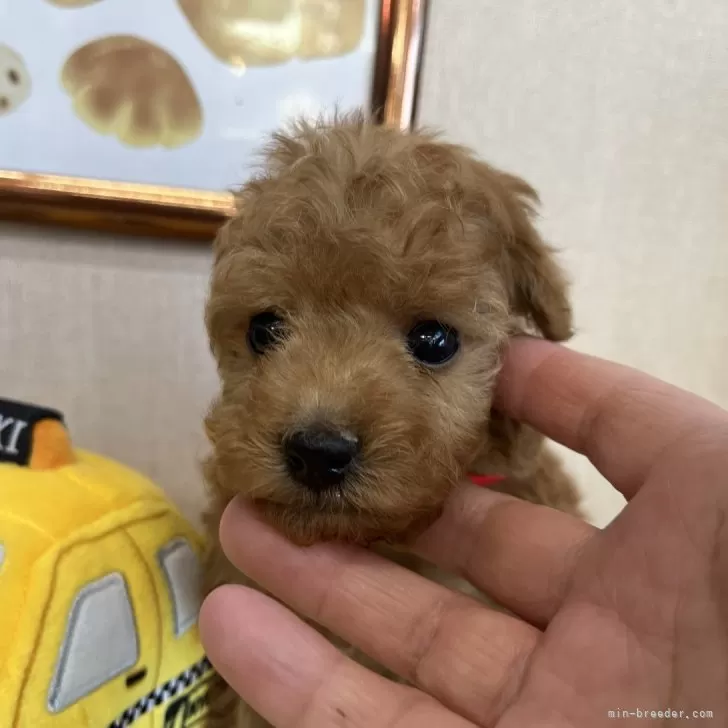 ID：2405-00178の子犬