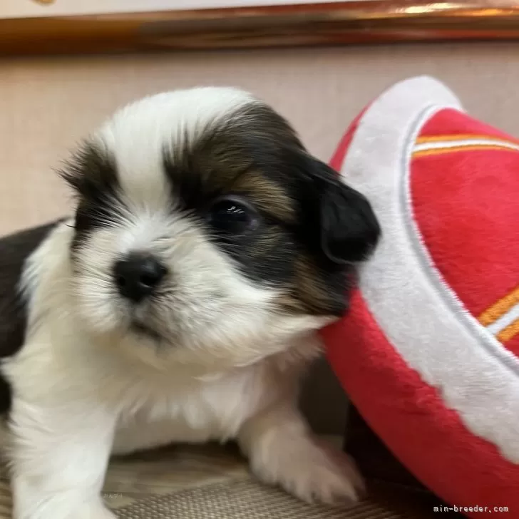 ID：2406-06505の子犬