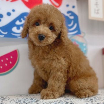 トイプードル(トイ)【北海道・男の子・2024年5月15日・レッド】の写真「綺麗なレッドのイケメンくん⭐︎
動画有り！」