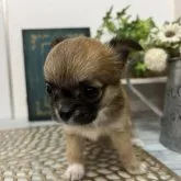 チワワ(ロング)【北海道・女の子・2023年8月4日・レッド&ホワイト】の写真2