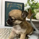 チワワ(ロング)【北海道・女の子・2023年8月4日・レッド&ホワイト】の写真3