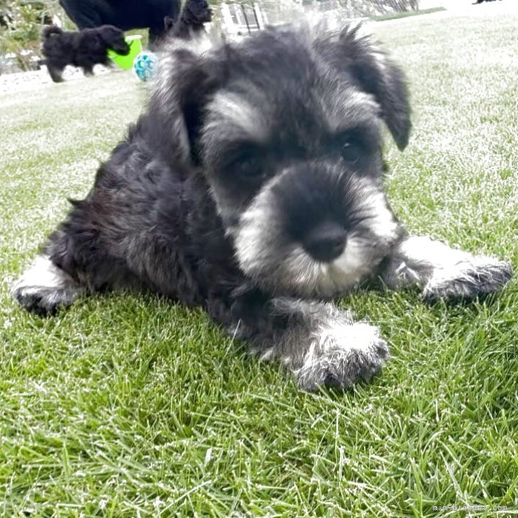 ブリーダー画像