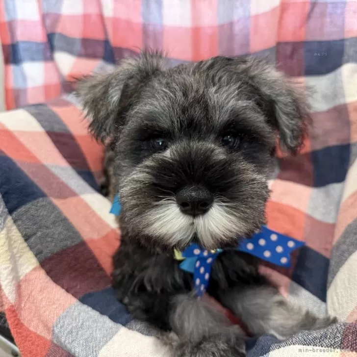 ID:2410-06055の子犬