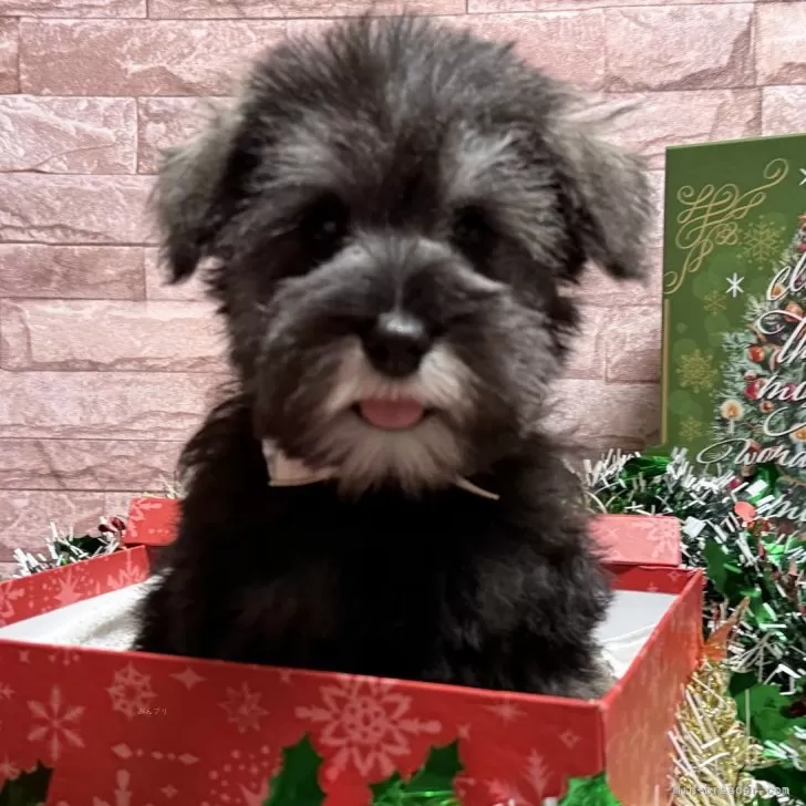 ID:2411-02812の子犬