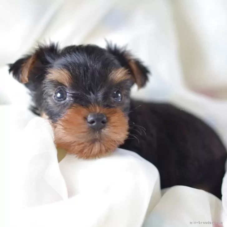 ID:2504-04922の子犬