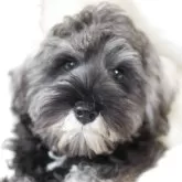 ミニチュアシュナウザー【静岡県・男の子・2025年5月2日・ソルト&ペッパー】の写真1