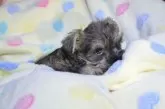 ミニチュアシュナウザー【静岡県・女の子・2025年4月20日・ソルト&ペッパー】の写真4