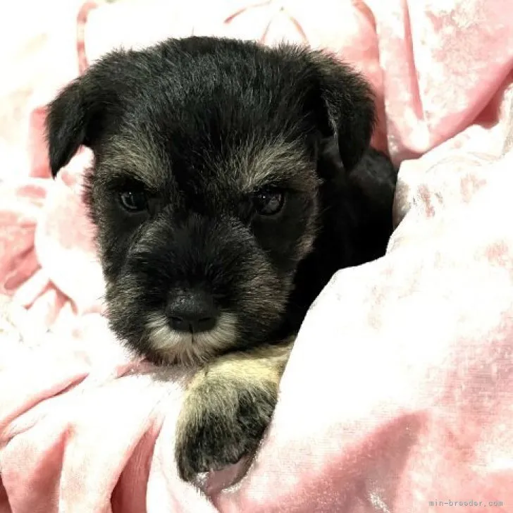 ID:2309-06641の子犬