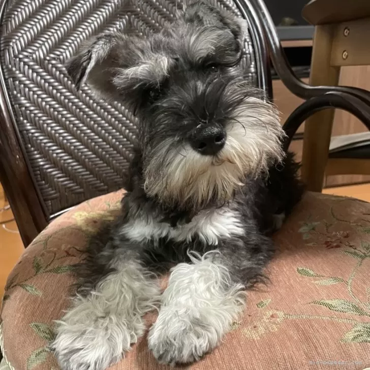 ID:2404-00878の子犬