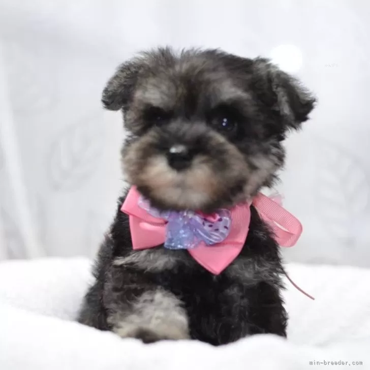 ID:2406-04391の子犬