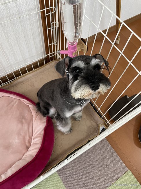 ミニチュアシュナウザー【・女の子・2021年7月9日・ソルト&amp;ペッパー】