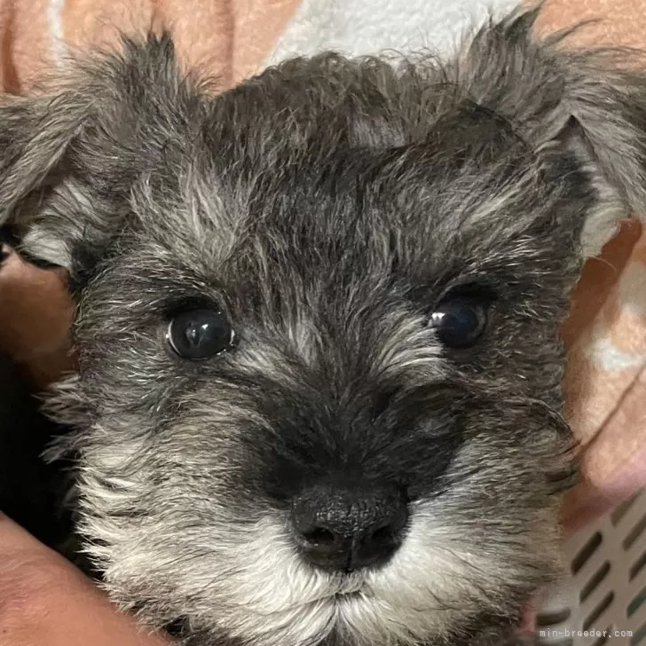 ID:2402-00609の子犬