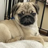 パグ【高知県・男の子・2023年2月8日・フォーン】の写真1