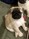 パグ【高知県・女の子・2024年3月18日・フォーン】の写真3