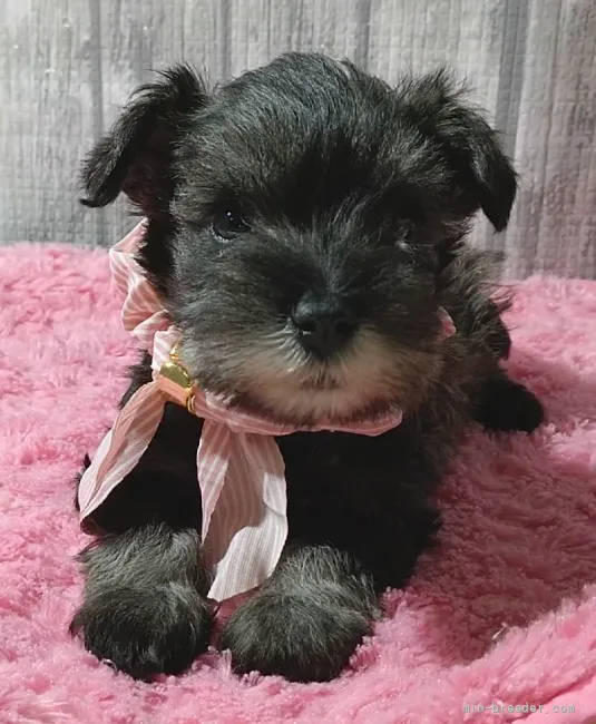 ID:2201-03218の子犬