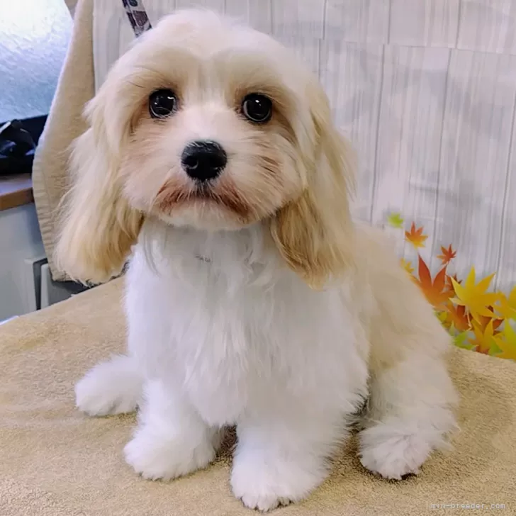 ID:2407-00244の子犬