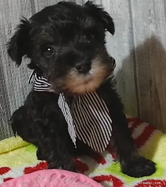 TH 様のお迎えした子犬