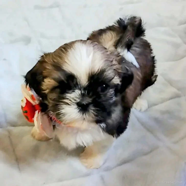 ID:2311-01742の子犬