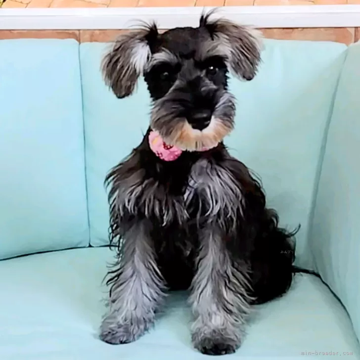 ID:2310-02617の子犬
