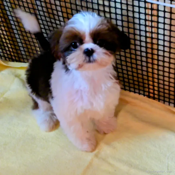 ID:2305-01793の子犬