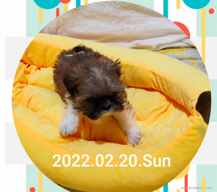 ID:2202-03318の子犬