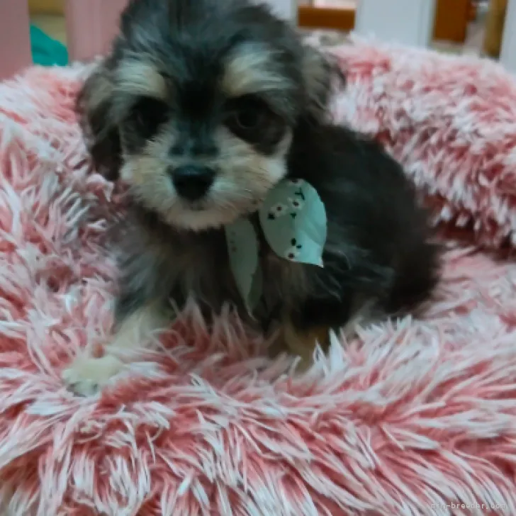 ID:2208-03882の子犬
