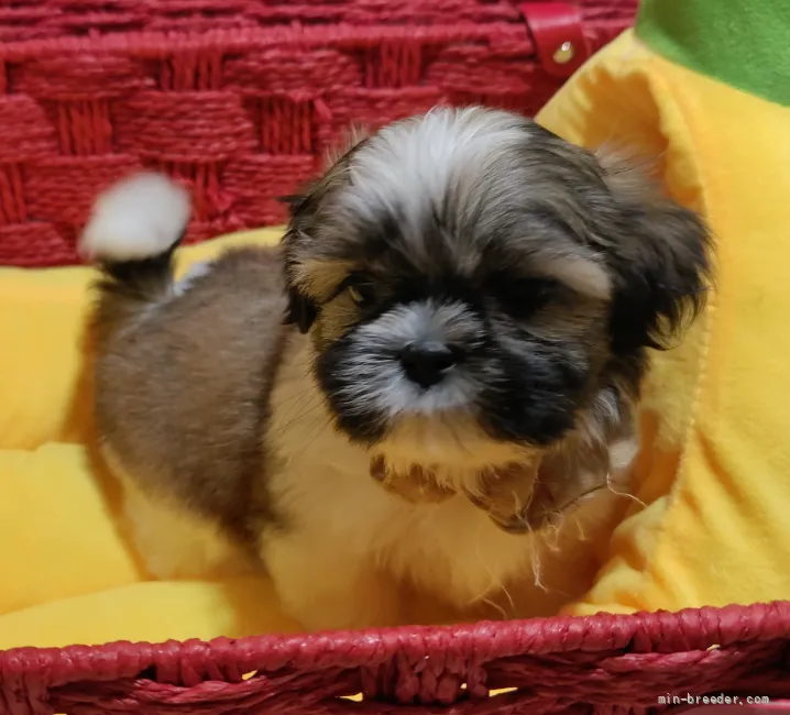 らんはな 様のお迎えした子犬