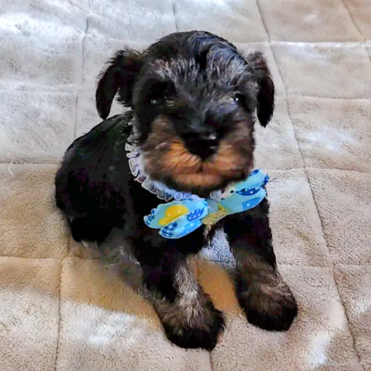 ID:2310-03780の子犬