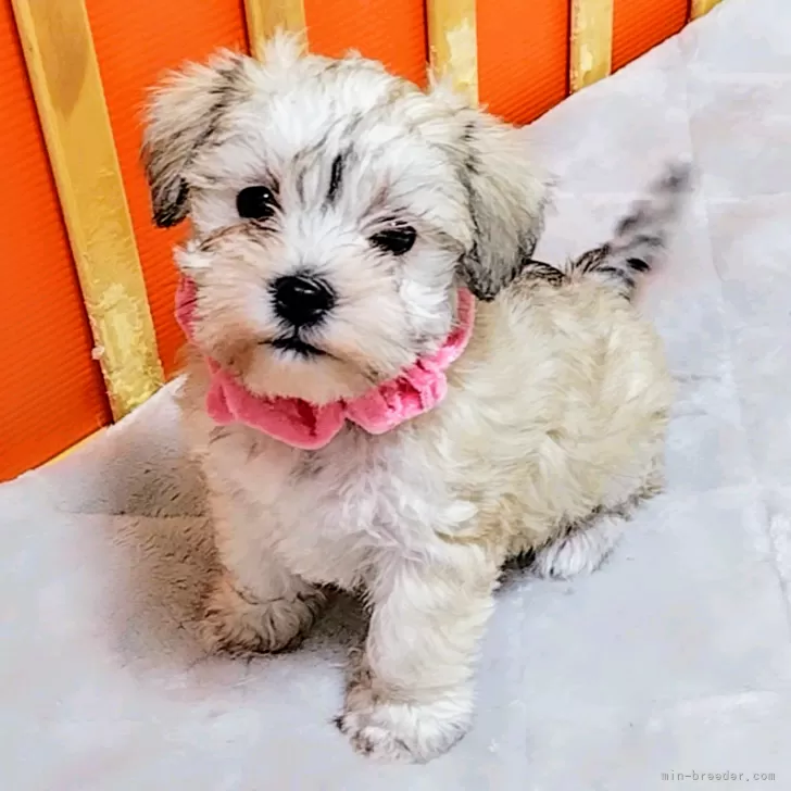 ID:2404-05269の子犬