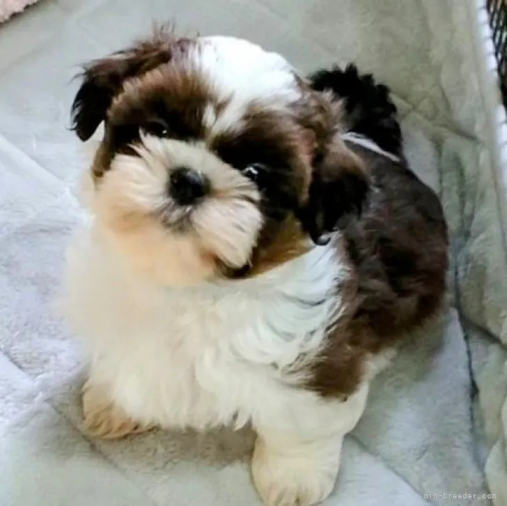 ID:2304-01073の子犬